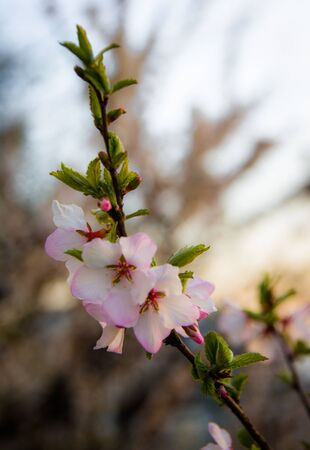 Sakuraの写真素材