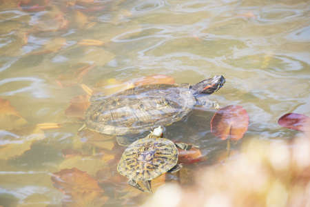 Parent and child turtles swims in a pond.の写真素材