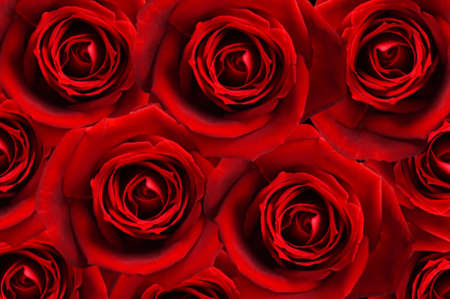 A lot of red rose flowers.