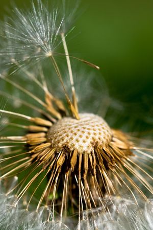 Details view of the head of a dandelion flowerの写真素材