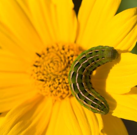 Caterpilar on a beautiful bright yellow flowerの写真素材