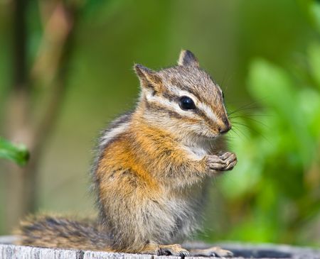 Cute little chipmunk posing on a postの写真素材