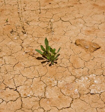 Young bloom growing in the heat of the desert の写真素材
