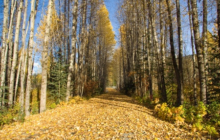 Nature path during the Autumnの写真素材