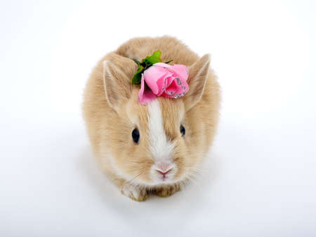 Cute brown-white bunny with toy rose, isolated on whiteの写真素材