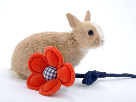  bunny with red flowerの写真素材