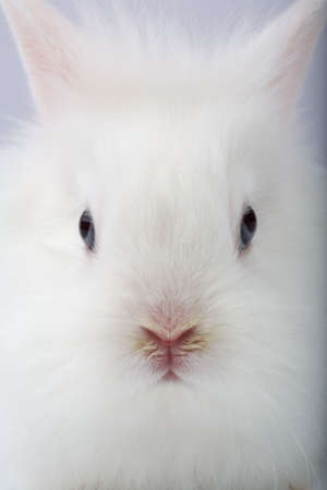 white bunny portrait, isolated on whiteの写真素材