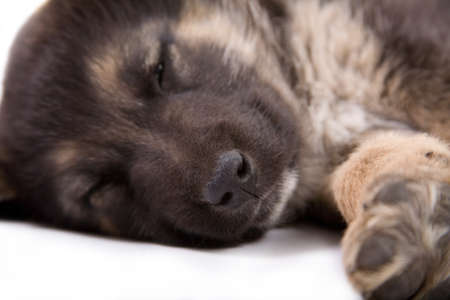sleeping puppy dog, isolated on whiteの写真素材
