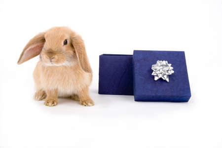 bunny and a blue gift boxの写真素材