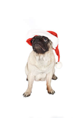 pug in santa hatの写真素材