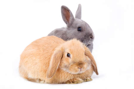brown-white and grey bunnyの写真素材