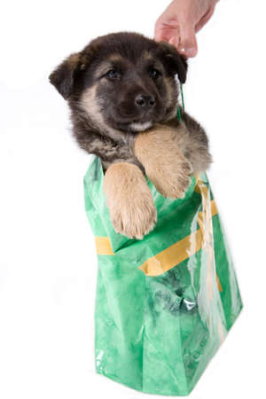 puppy dog looking out of a bagの写真素材