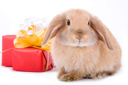 lop bunny before two red gift box with gold starsの写真素材