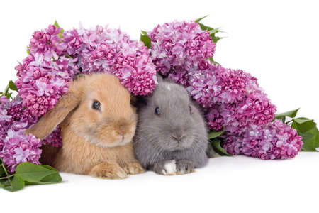 two bunny among the purple lilacの写真素材