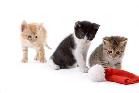 three striped kitten looking a santa hatの写真素材