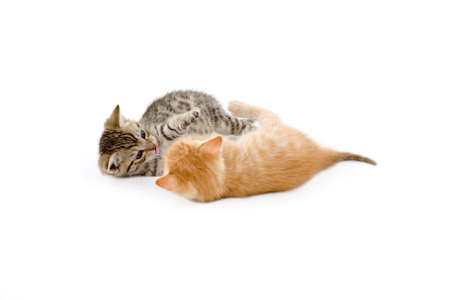 two kittens playing on white backgroundの写真素材