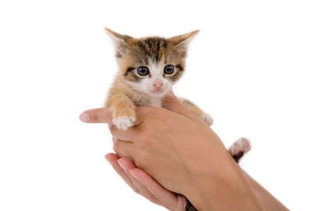 Hands holding a kitten on white backgroundの写真素材