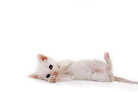 white kitten lying downの写真素材