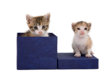 a bigger and a smaller kitten on a gift boxの写真素材