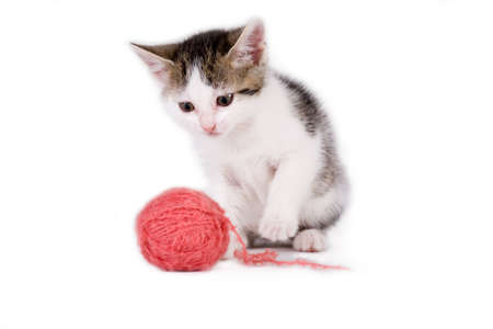 kitten playing with a ball of yarnの写真素材