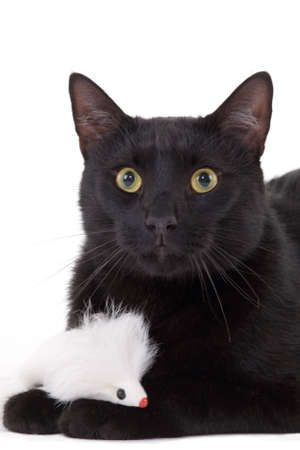 Black cat & White mouseの写真素材