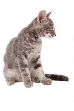 striped kitten standing on a floor and looking rightの写真素材