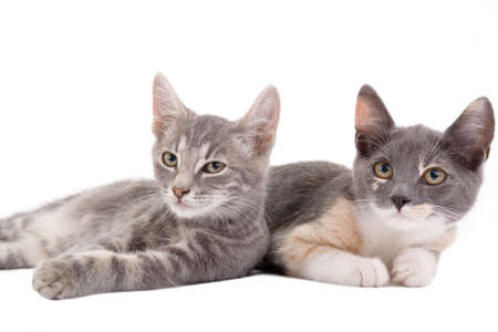 two kittens lying down, isolated