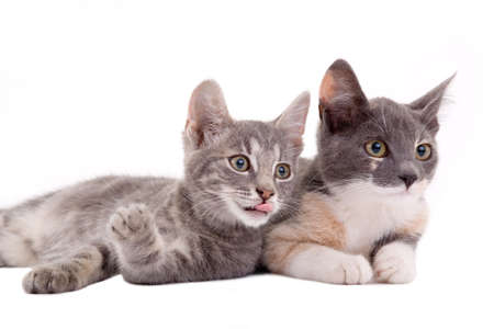 two kittens lying down, isolatedの写真素材
