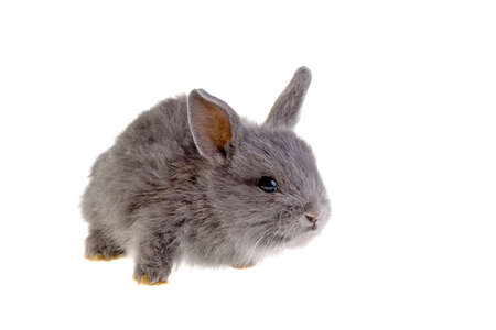 grey bunnyの写真素材