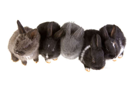 five bunny, upper viewの写真素材