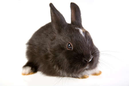 black bunny, isolatedの写真素材