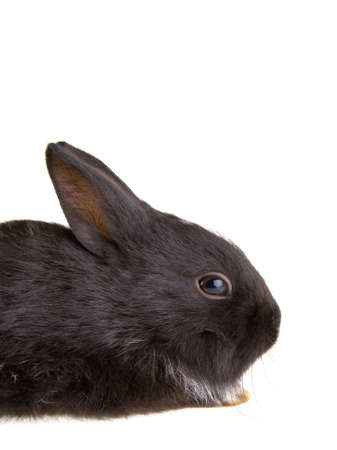 black bunny on the left side, isolatedの写真素材