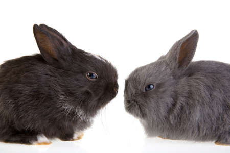 two bunny looking at each otherの写真素材