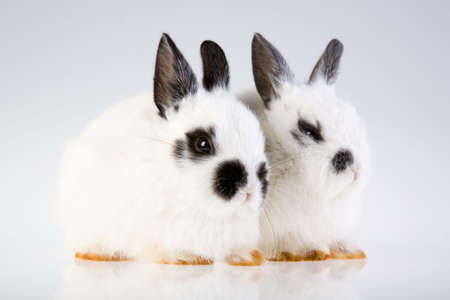 two bunny on a grey backgroundの写真素材
