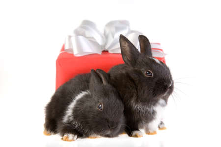 two bunny and a red gift boxの写真素材