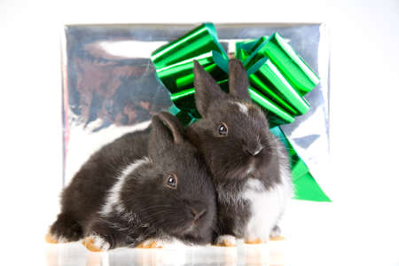 two bunny and a silver gift boxの写真素材