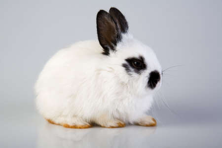 white bunny on a grey backgroundの写真素材