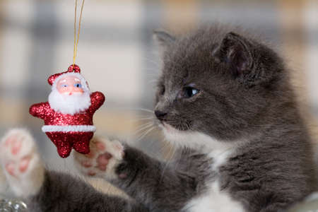 grey kitten playing with an little santa clausの写真素材