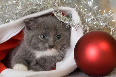 grey kitten, christmas tree and decorationsの写真素材