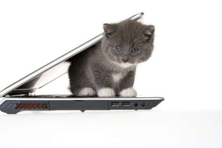 grey kitten and a laptopの写真素材
