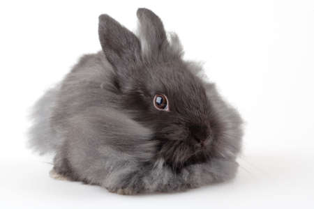 grey bunny, isolatedの写真素材