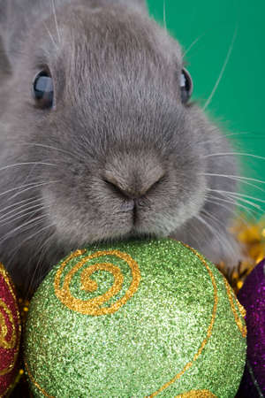 grey bunny and christmas decorations on green backgroundの写真素材