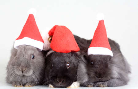 three bunny in santa hatの写真素材