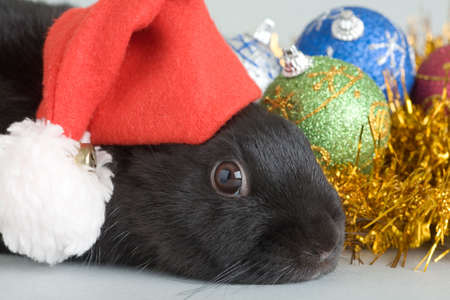 black and white bunny and christmas decorationsの写真素材