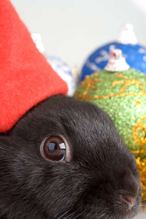 black and white bunny and christmas decorationsの写真素材