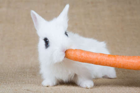 white bunny with carrot, isolated on whiteの写真素材