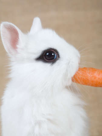 white bunny with carrot, isolated on whiteの写真素材