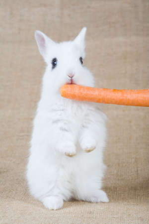 white bunny with carrot, isolated on whiteの写真素材