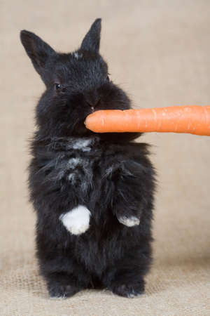 black bunny with carrot, isolated on whiteの写真素材