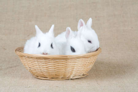 two white bunny in the basketの写真素材